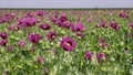 Field of cultivated pink opium poppy, Papaver somniferum Royalty Free Stock Photo