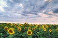 Field cultivated with sunflower on a day with cloudy sky