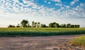 Field with cultivated wheat in Germany, harvest in the summer, agriculture for food, farmland on the countryside, trees Royalty Free Stock Photo