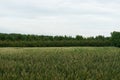 A green field of wheat