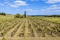 Cultivation of vineyards near Narbonne France