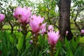 The field of Curcuma Alismatifolia flowers Royalty Free Stock Photo