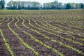 Field with curved rows of young corn Royalty Free Stock Photo