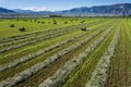 Field of Cut Hay in American West Royalty Free Stock Photo