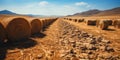 A field cut by rows of harvest, as if covered with a golden carpet after the labor season, refle Royalty Free Stock Photo