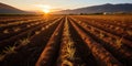 A field cut by rows of harvest, as if covered with a golden carpet after the labor season, reflec