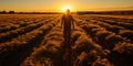 A field cut by rows of harvest, as if covered with a golden carpet after the labor season, reflec