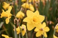 St Davids day celebrations with daffodils Welsh national flag and Welsh cakes Royalty Free Stock Photo