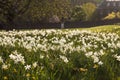 A Field of Daffodils. Royalty Free Stock Photo