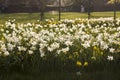 A Field of Daffodils. Royalty Free Stock Photo