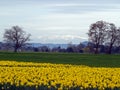 Field of Daffodils and Mountains