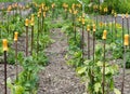 Field of dahlia-plants with dibble sticks Royalty Free Stock Photo