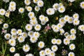 Field of daisies Royalty Free Stock Photo