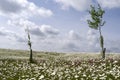 Field with daisies.