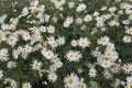 Field of daisies Royalty Free Stock Photo
