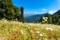 field of daisies against the background of green mountains and blue sky Royalty Free Stock Photo