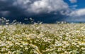 Field of daisies against a stormy rainy sky in summer day Royalty Free Stock Photo