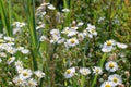 A field of daisies amid grasses on a sunny day Royalty Free Stock Photo