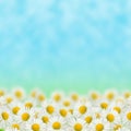 Field of daisies Royalty Free Stock Photo
