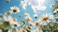 A field of daisies with a blue sky in the background, AI Royalty Free Stock Photo