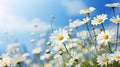 Photo of a vibrant field of daisies under a clear blue sky Royalty Free Stock Photo