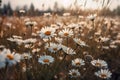 Field of daisies, blue sky and evening sun. Neural network AI generated Royalty Free Stock Photo