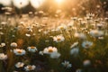 Field of daisies, blue sky and evening sun. Neural network AI generated Royalty Free Stock Photo