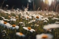 Field of daisies, blue sky and evening sun. Neural network AI generated Royalty Free Stock Photo