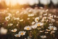 Field of daisies, blue sky and evening sun. Neural network AI generated Royalty Free Stock Photo