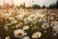 Field of daisies, blue sky and evening sun. Neural network AI generated Royalty Free Stock Photo