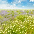 Field with daisies and blue sky, Royalty Free Stock Photo