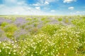 Field with daisies and blue sky. Royalty Free Stock Photo