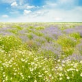 Field with daisies and blue sky. Royalty Free Stock Photo