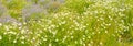 Field with daisies and blue sky, focus on foreground Royalty Free Stock Photo