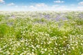 Field with daisies and blue sky, focus on foreground Royalty Free Stock Photo