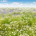 Field with daisies and blue sky, focus on foreground. Royalty Free Stock Photo