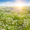 Field with daisies and blue sky, focus on foreground Royalty Free Stock Photo