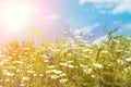 Field of daisies, blue sky and sun. Spring or summer background