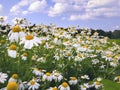 Field of Daisies or Chamomile Royalty Free Stock Photo