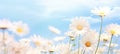 field of daisies chamomile blue sky, ai Royalty Free Stock Photo