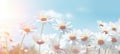 field of daisies chamomile blue sky, ai Royalty Free Stock Photo