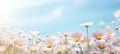 field of daisies chamomile blue sky, ai Royalty Free Stock Photo