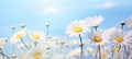 field of daisies chamomile blue sky, ai Royalty Free Stock Photo