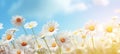 field of daisies chamomile blue sky, ai Royalty Free Stock Photo