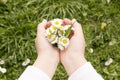 Field of daisies in children's hands