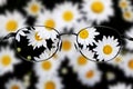 Field of Daisies Daisy Flowers with Golden Sunbeams Spring Summer blur blurry glasses clear vision see