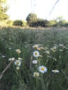 Field of daisies