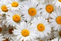 field daisies for decoration and aromatic medicine