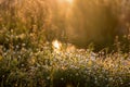 Field daisies in dew on a morning meadow in spider webs and sunlight. beautiful summer morning. Royalty Free Stock Photo