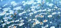 Field of daisies, flowering wild chamomile, beautifil nature in spring